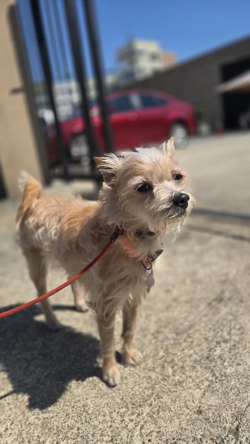 A young small-sized female Terrier dog named Pikachu for adoption in San Francisco, CA
