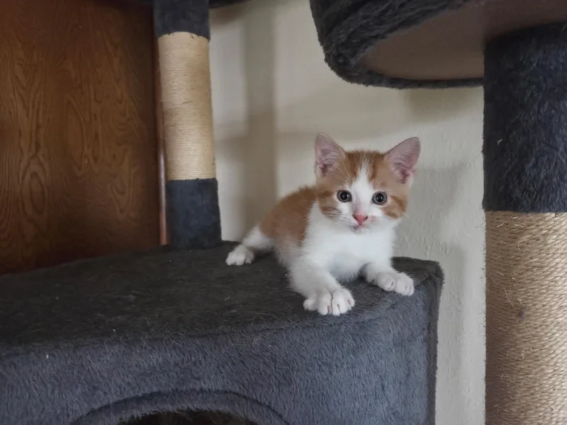 A baby medium-sized male Domestic Short Hair cat named Speedo for adoption in Carnegie, OK