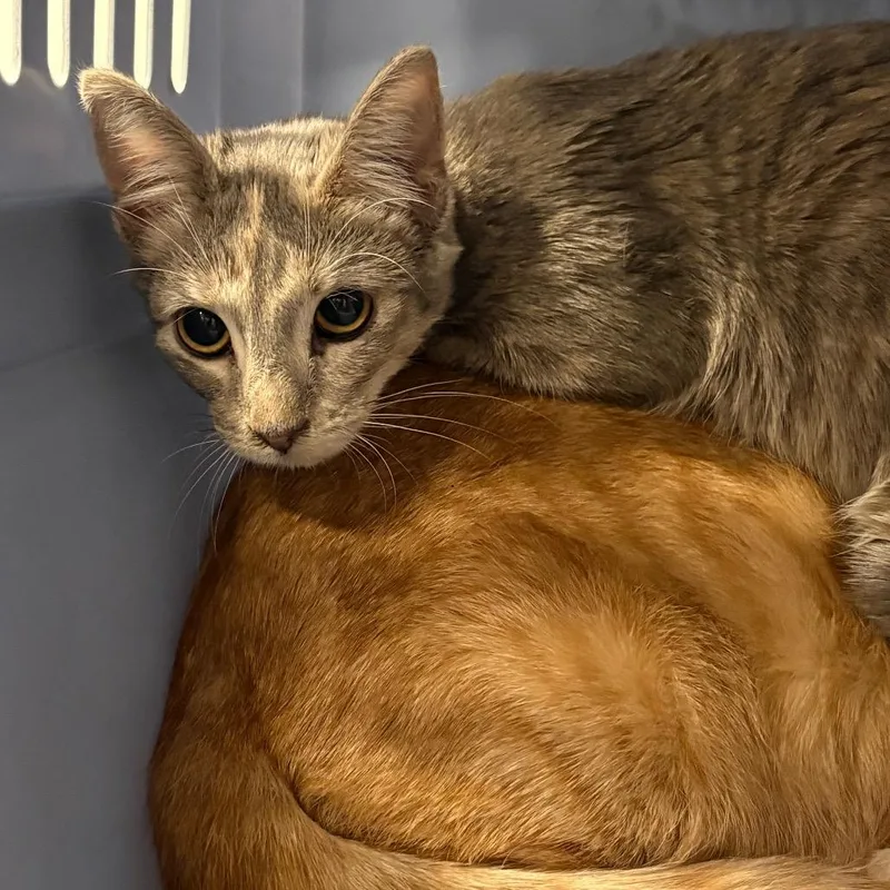 A baby small-sized female Gray / Blue / Silver Domestic Short Hair cat named Little Lil for adoption in League City, TX