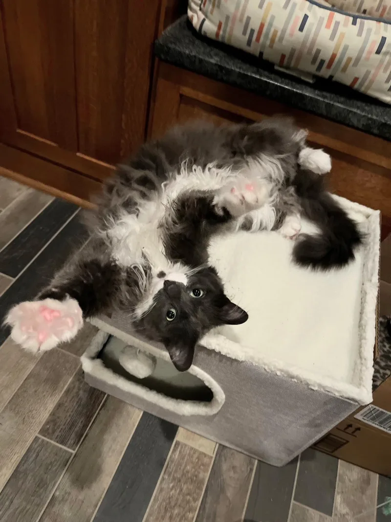 An adult large-sized male Domestic Short Hair cat named Cloud for adoption in Ferndale, MI