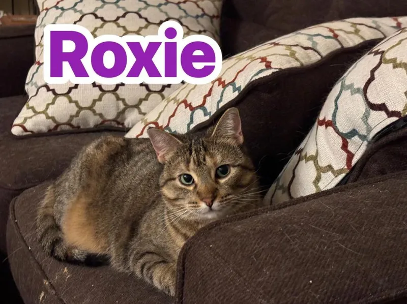 Roxie thumbnail 6