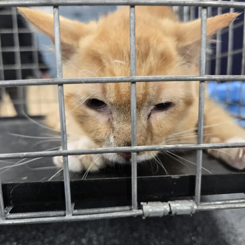 A baby medium-sized male Orange / Red Domestic Short Hair cat named Shrimp for adoption in Newark, NJ
