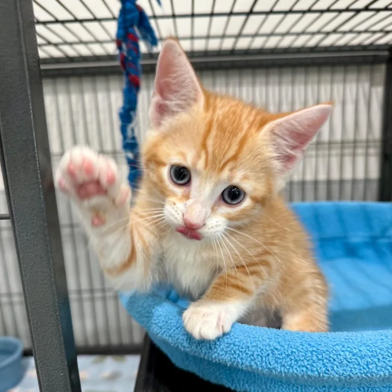 A baby small-sized female Orange / Red Domestic Short Hair cat named Miso for adoption in Bradenton, FL