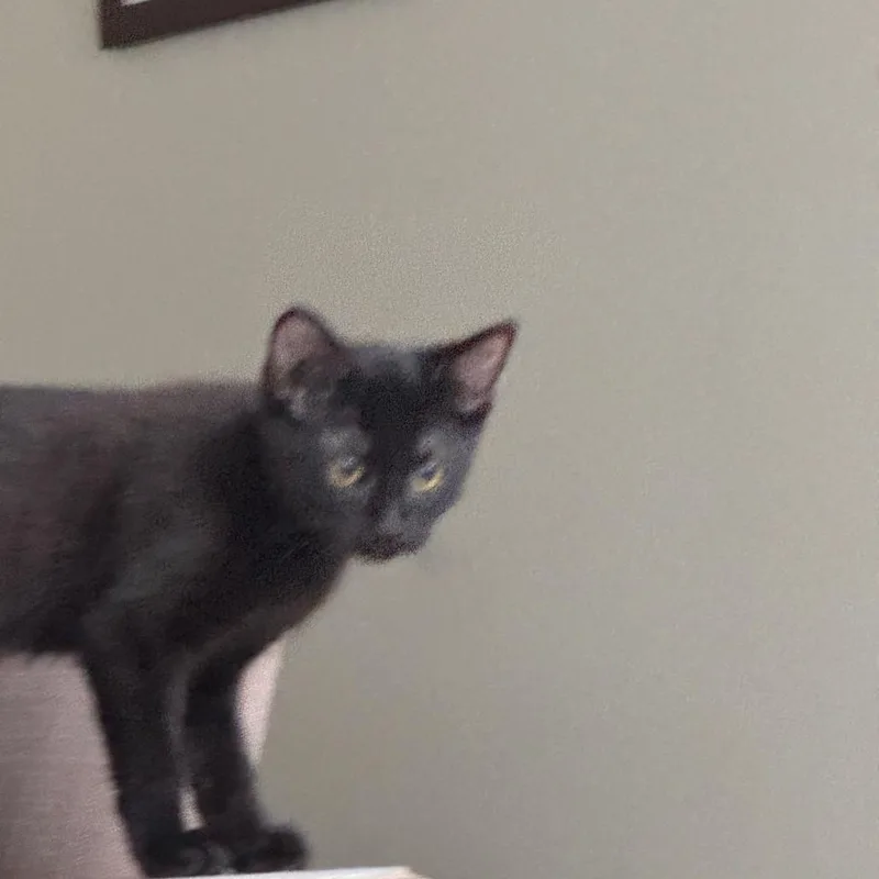 A baby small-sized female Black Domestic Short Hair cat named Peach for adoption in Riverside, CA