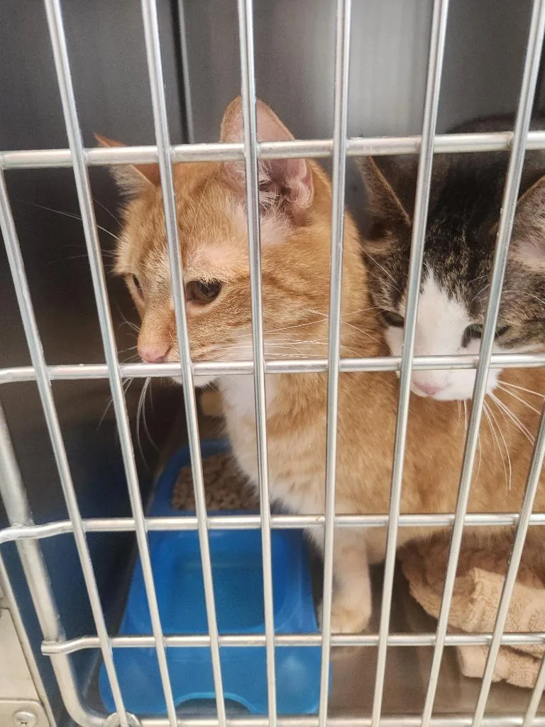 An adult medium-sized male Domestic Short Hair cat named Gibbs for adoption in Mocksville, NC