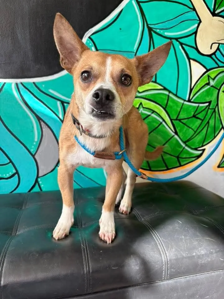 An adult small-sized male White / Cream Rat Terrier dog named Zane for adoption in Vandergrift, PA