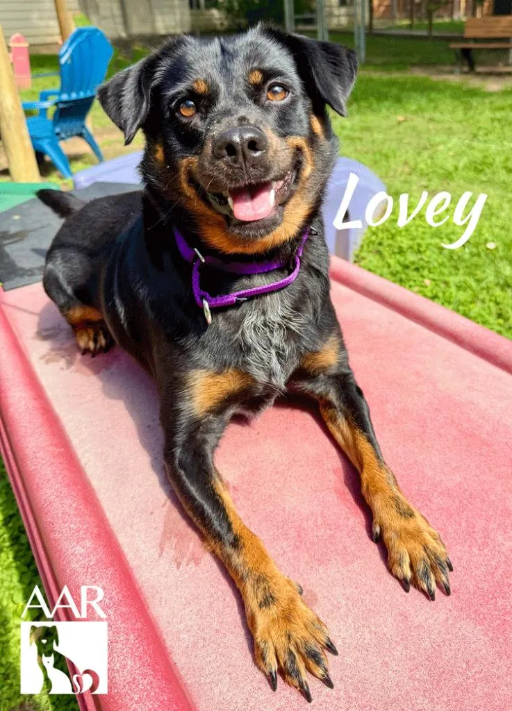 An adult medium-sized female Corgi dog named Lovey for adoption in Magnolia, TX