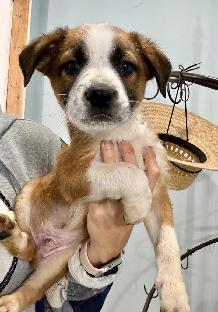 Peyton Manning thumbnail 2