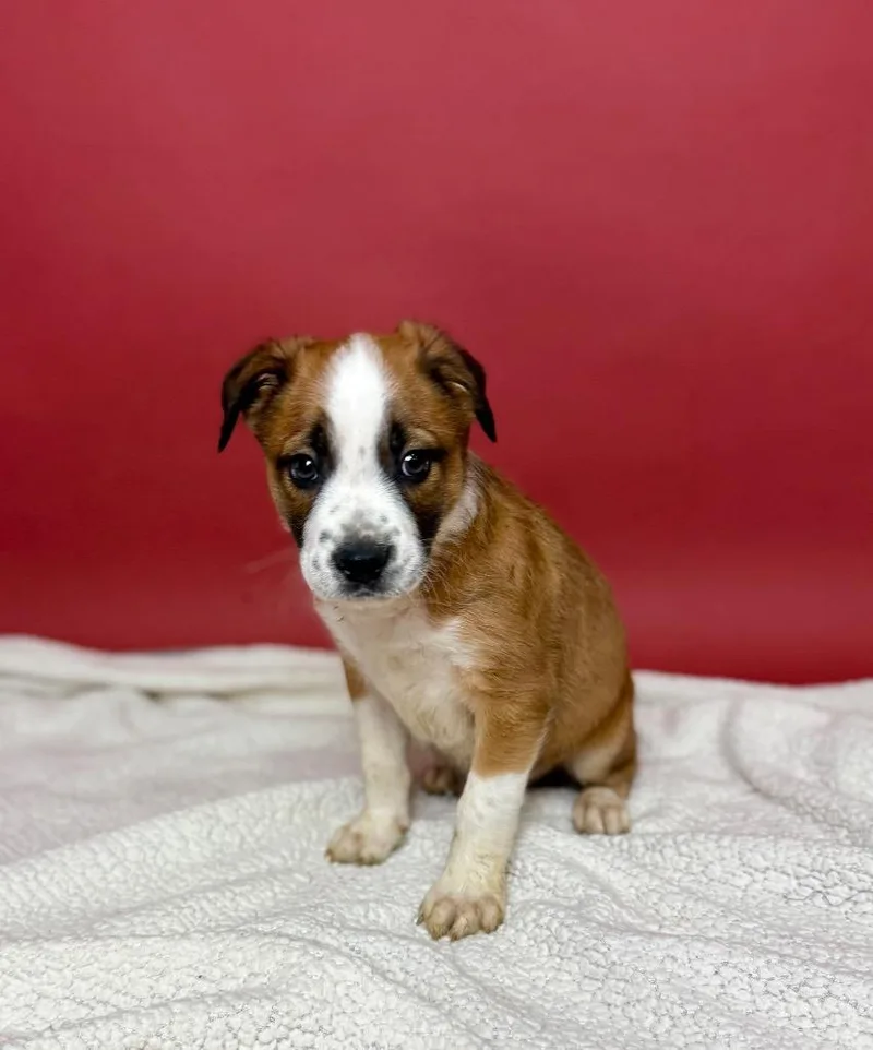 Peyton Manning thumbnail 3