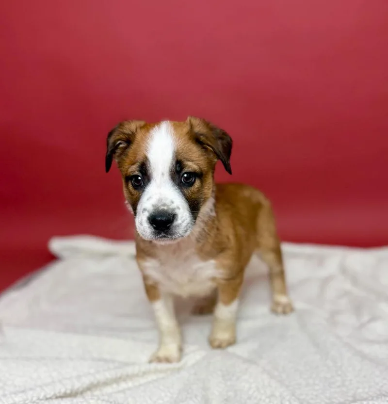 Peyton Manning thumbnail 4