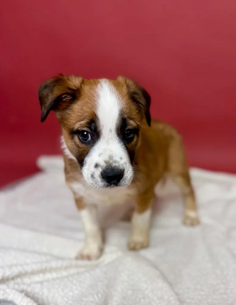 Peyton Manning thumbnail 5