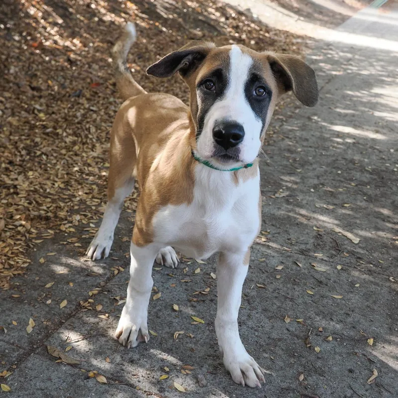A baby large-sized male Brown / Chocolate Saint Bernard dog named Moose for adoption in Point Richmond, CA