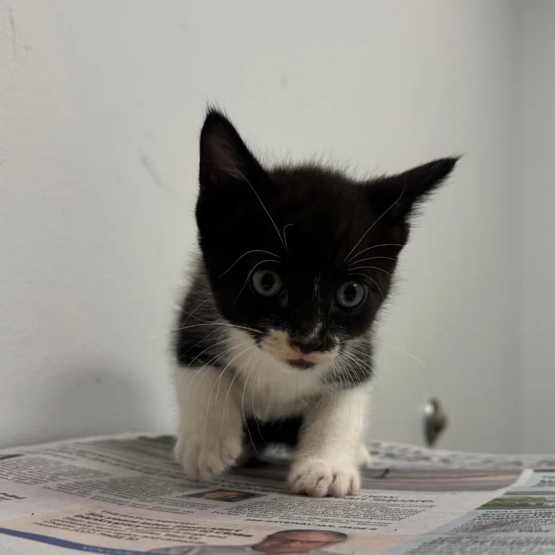 A baby small-sized male Domestic Short Hair cat named Iron Man for adoption in Jacksonville, FL