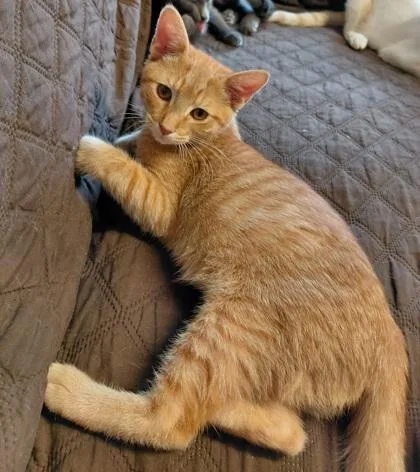 A baby small-sized male Domestic Short Hair cat named Red for adoption in Wilkesboro, NC