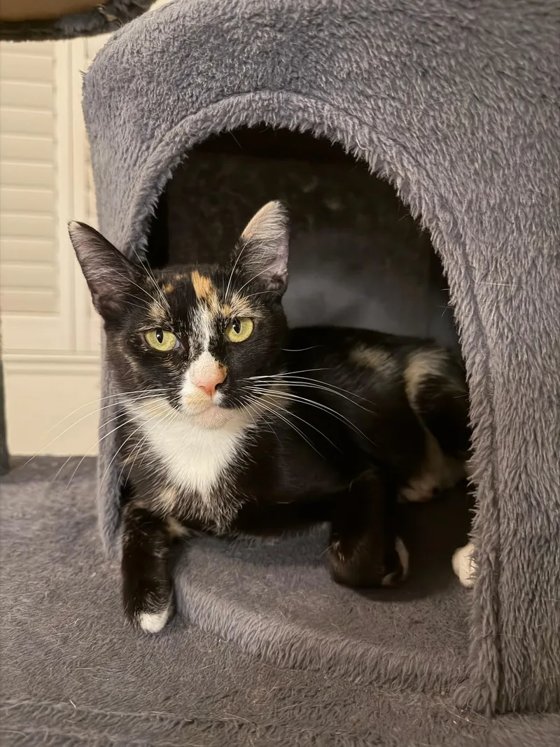 A young medium-sized female Tortoiseshell Domestic Short Hair cat named Mama Mushroom for adoption in Davis, CA
