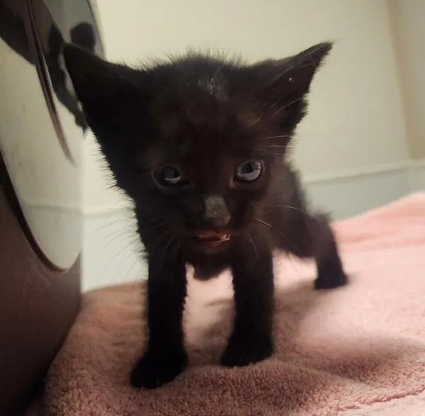 A baby medium-sized male Domestic Short Hair cat named Armin for adoption in Dublin, CA