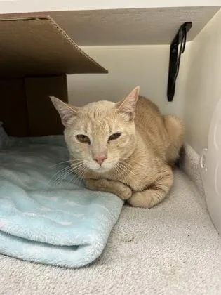 Chameleon thumbnail 2