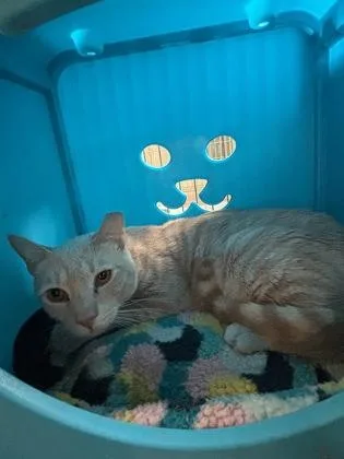 Chameleon thumbnail 3