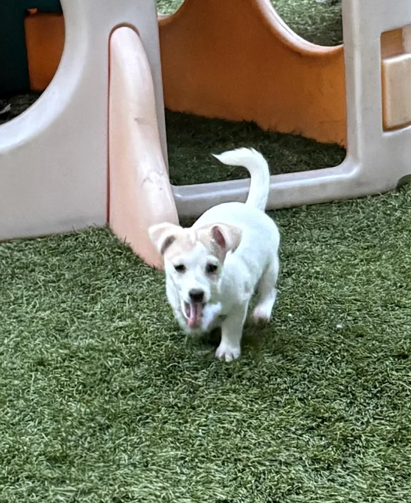 Snowflake thumbnail 2