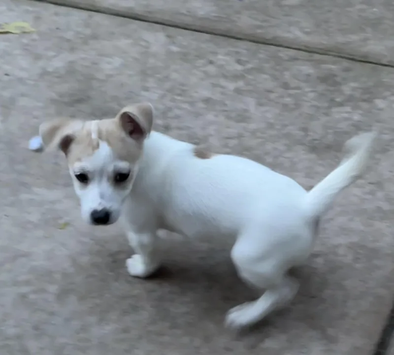 Snowflake thumbnail 3