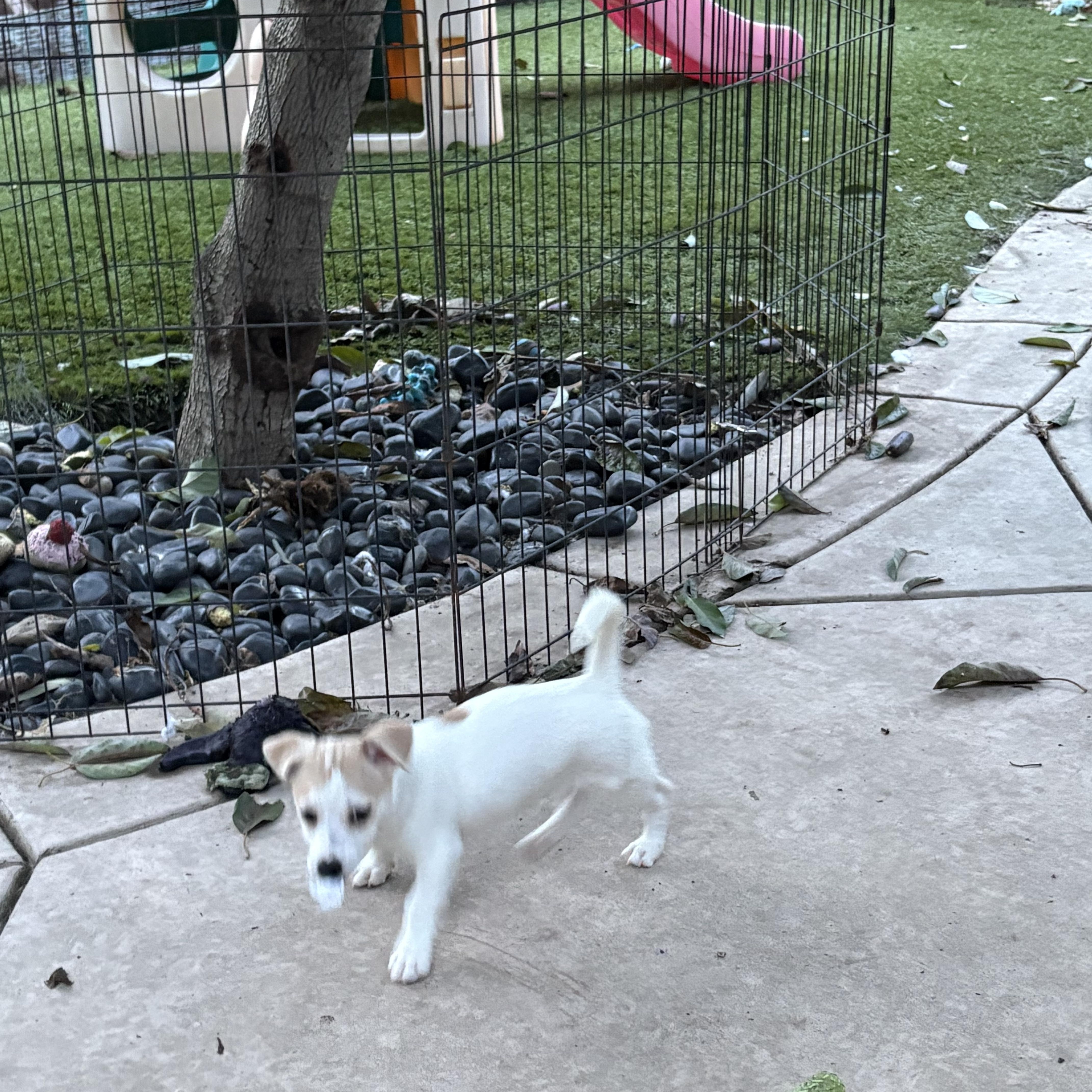 Snowflake thumbnail 4