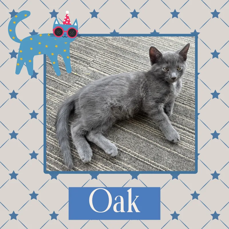 Oak