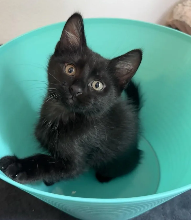 A baby medium-sized male Black Domestic Short Hair cat named Presley for adoption in Mason City, IA