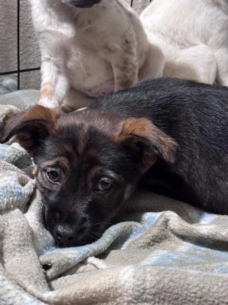 A young small-sized female Chihuahua dog named Monroe for adoption in North Bend, WA