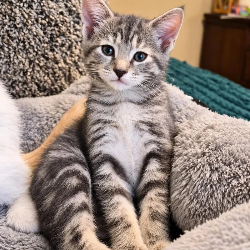 A baby small-sized female Black Domestic Short Hair cat named Winston for adoption in Silver Spring, MD