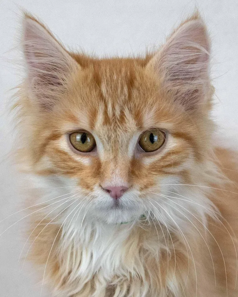 A baby medium-sized male Domestic Long Hair cat named Count Catula for adoption in Kennesaw, GA