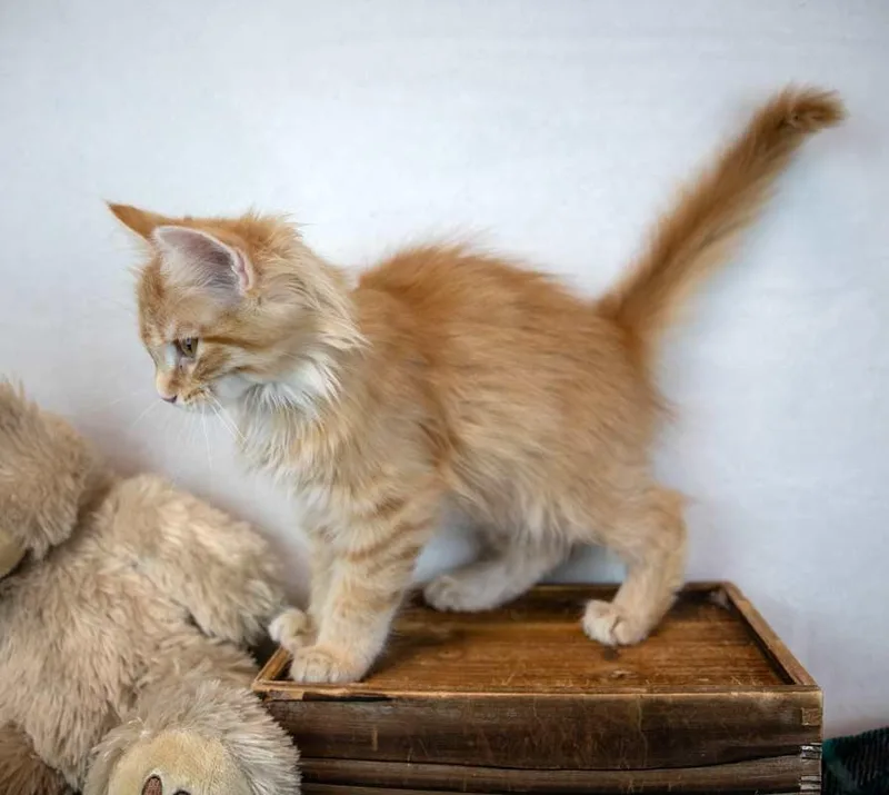 Count Catula thumbnail 2