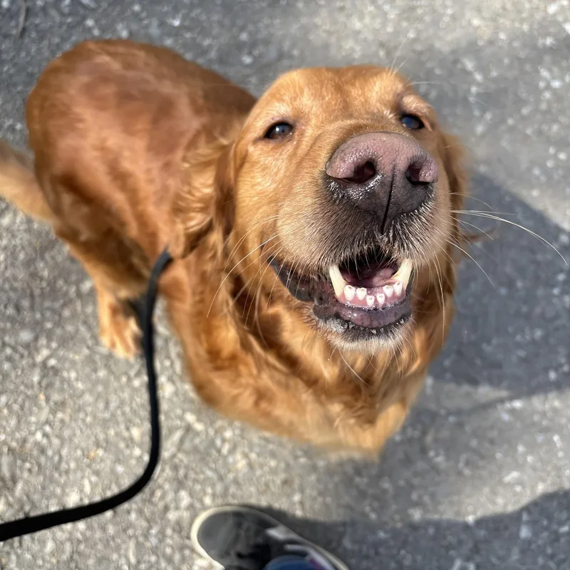 An adult large-sized female Golden Golden Retriever dog named Tulip for adoption in Philadelphia, PA