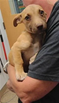 A baby small-sized female Dachshund dog named Whitney for adoption in Albuquerque, NM