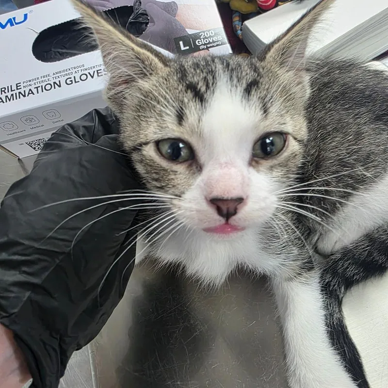 A baby small-sized male Brown / Chocolate Domestic Short Hair cat named Angus for adoption in Duncan, OK