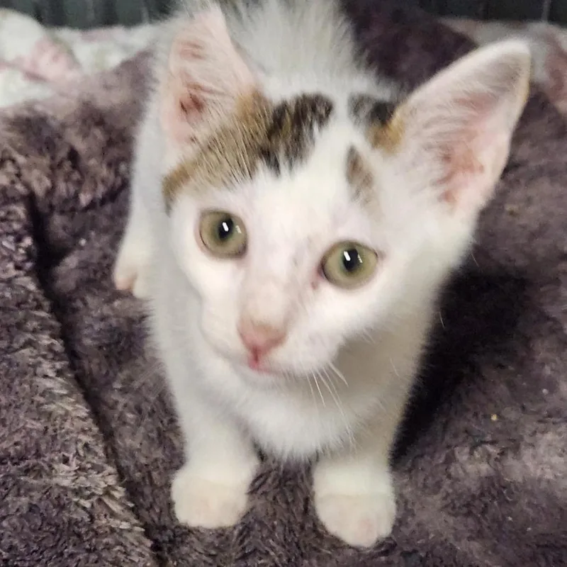 A baby small-sized male Domestic Short Hair cat named Freddie K for adoption in Corsicana, TX