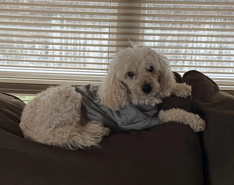 A senior small-sized male White / Cream Miniature Poodle dog named Sparty for adoption in Holland, MI