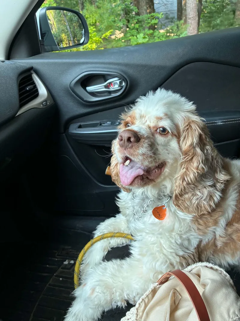 A young medium-sized male Cocker Spaniel dog named Henry for adoption in Acushnet, MA
