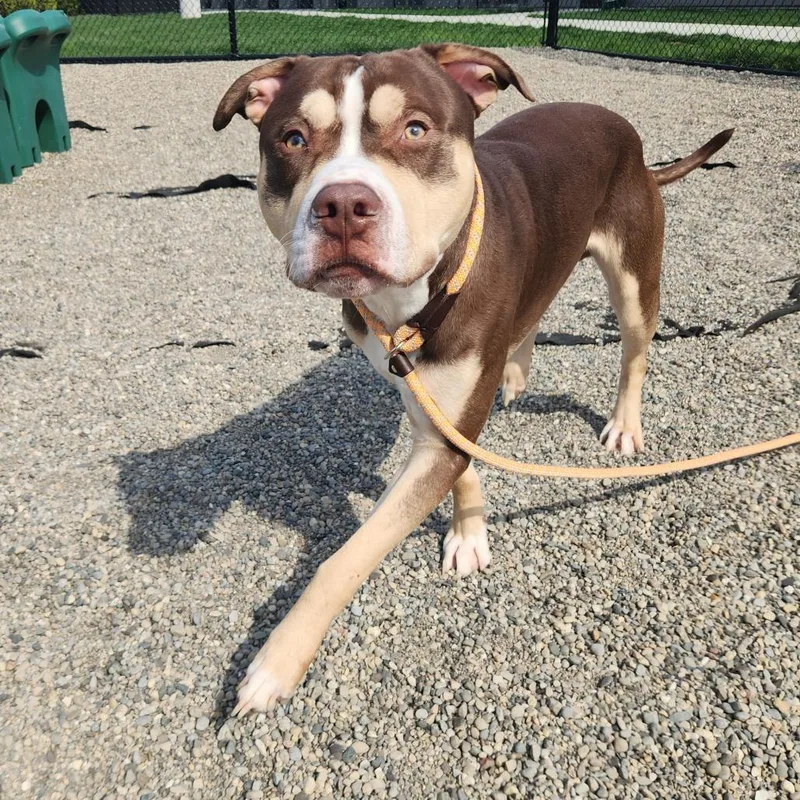 King Kong thumbnail 3