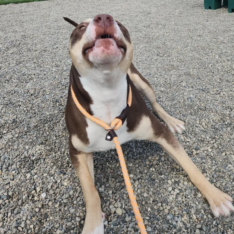 King Kong thumbnail 5