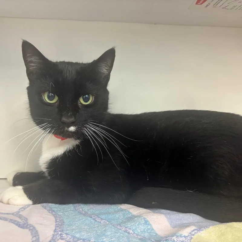 An adult medium-sized female Black Domestic Short Hair cat named Ellie for adoption in Hamburg, NY