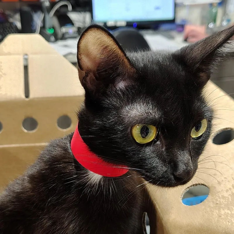 A young medium-sized female Black Domestic Short Hair cat named Cher for adoption in Tampa, FL