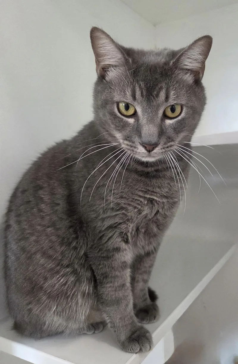 A young medium-sized male Gray / Blue / Silver Domestic Short Hair cat named Terrance for adoption in Satellite Beach, FL