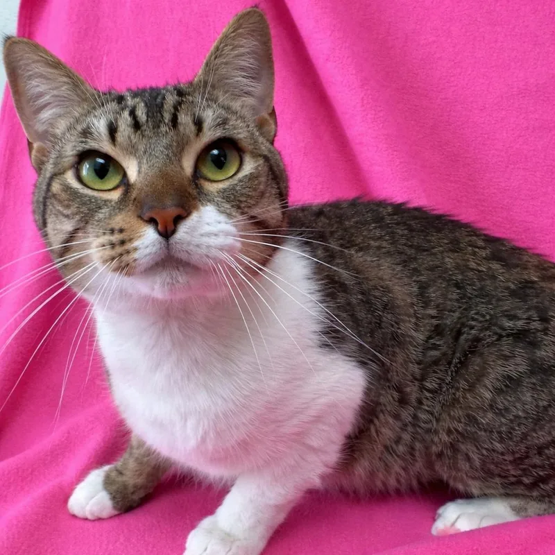 A young medium-sized male Tabby (Brown / Chocolate) Domestic Short Hair cat named Shrimp for adoption in Valdosta, GA