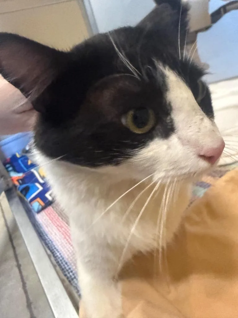 A young medium-sized male Domestic Medium Hair cat named Dragon for adoption in Douglasville, GA