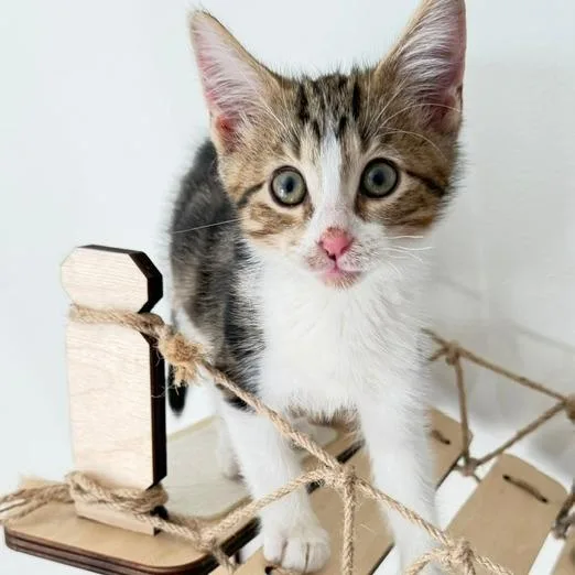 A baby small-sized male Brown / Chocolate Domestic Short Hair cat named Rowan for adoption in Naperville, IL