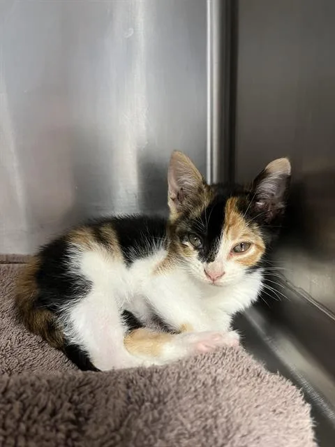 A baby small-sized female Domestic Short Hair cat named Swirl for adoption in Santa Cruz, CA