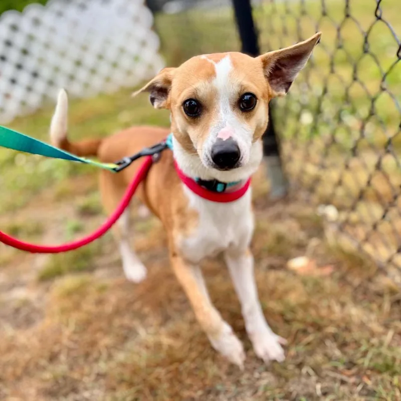An adult small-sized male Yellow / Tan / Blond / Fawn Mixed Breed dog named Solo for adoption in New York, NY
