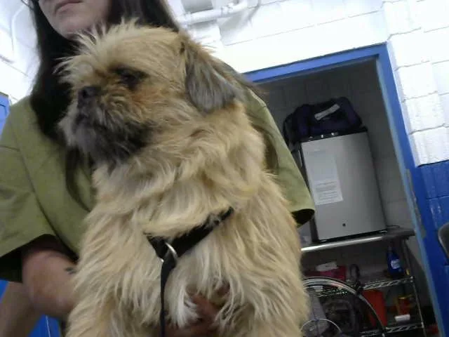 A young medium-sized male Border Terrier dog named Fred for adoption in Albuquerque, NM