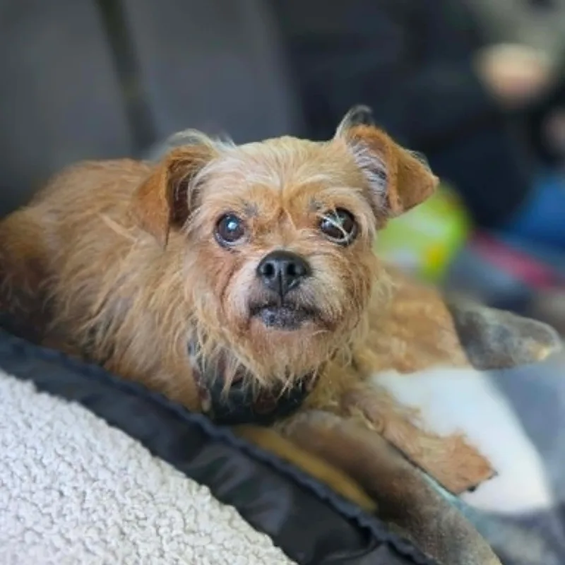 A senior small-sized female Terrier dog named Peanut for adoption in Justin, TX