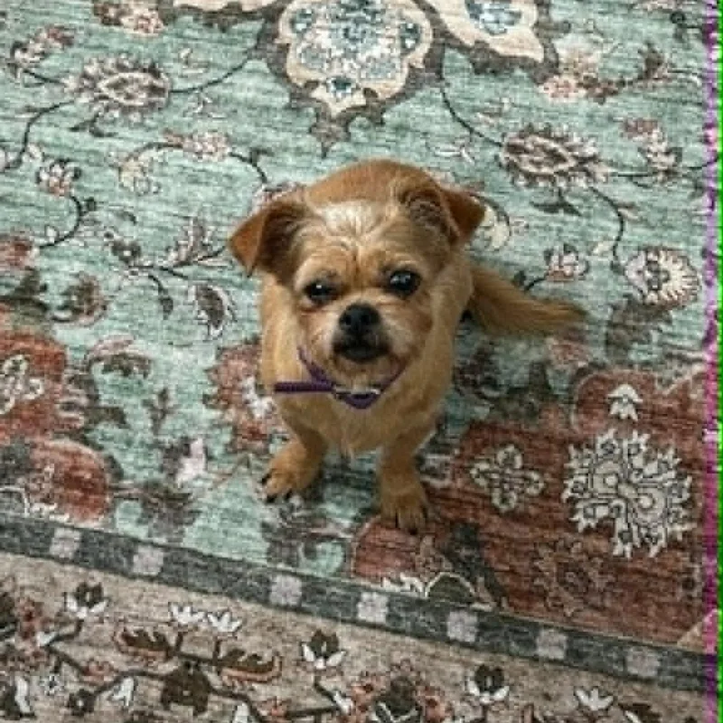 Peanut thumbnail 4